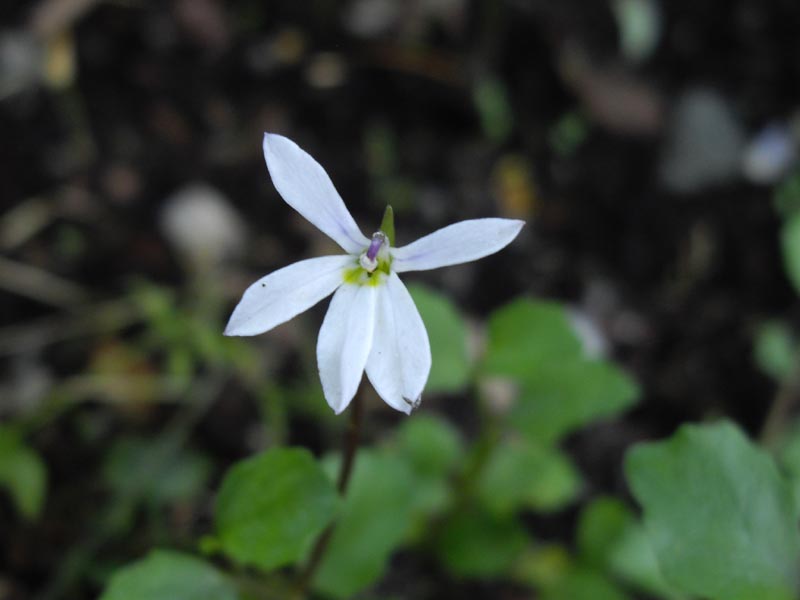 Lobelia angulata en fleurs dans une prairie humide de Nouvelle-Zélande
